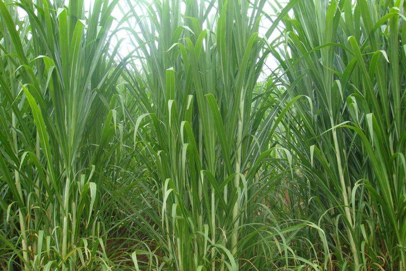 It's technology for the cultivation of bamboo and grass