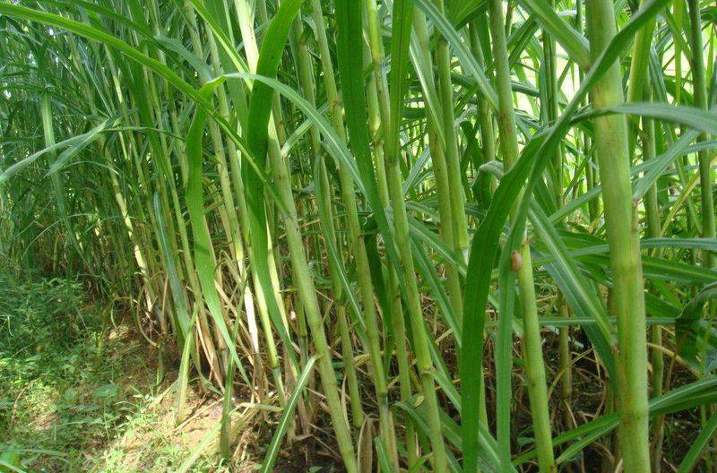 It's technology for the cultivation of bamboo and grass