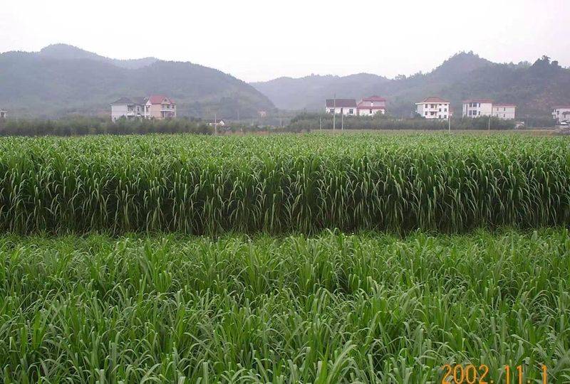 It's technology for the cultivation of bamboo and grass