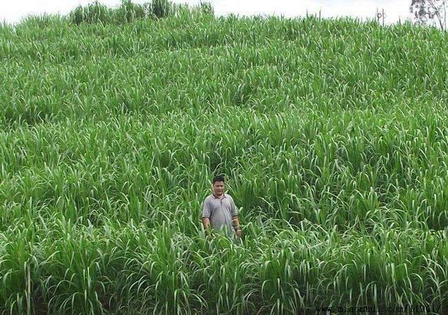 It's technology for the cultivation of bamboo and grass