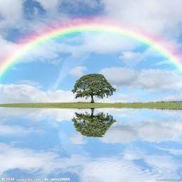 Rainbow sugar experiment step