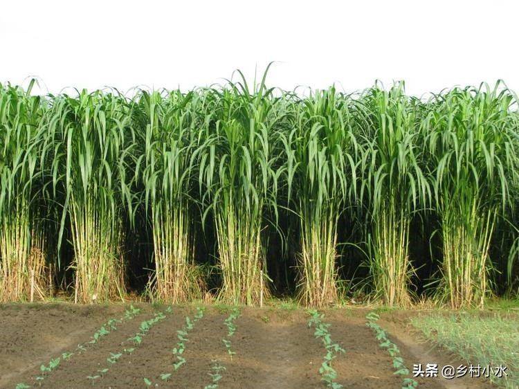 It's technology for the cultivation of bamboo and grass