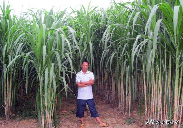 It's technology for the cultivation of bamboo and grass