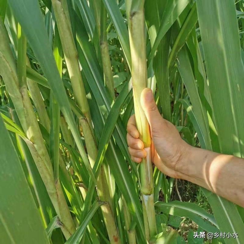 It's technology for the cultivation of bamboo and grass