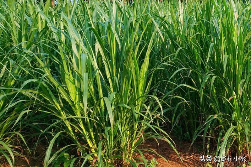 It's technology for the cultivation of bamboo and grass