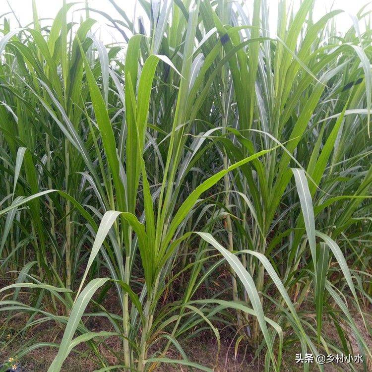 It's technology for the cultivation of bamboo and grass
