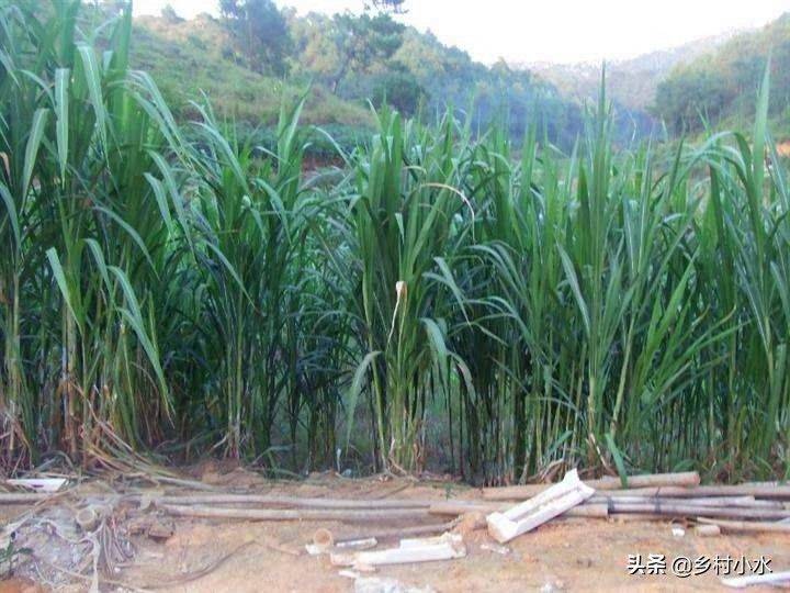 It's technology for the cultivation of bamboo and grass