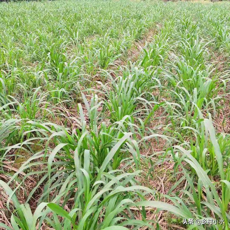 It's technology for the cultivation of bamboo and grass