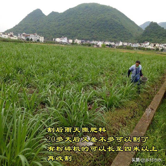 It's technology for the cultivation of bamboo and grass