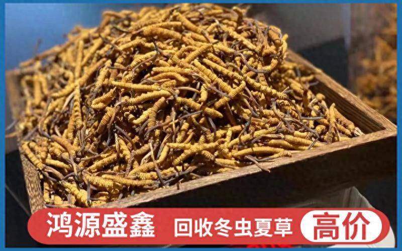 北冬虫草种植技术