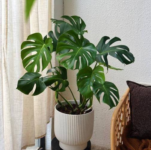 Suitable for indoor plant cultivation