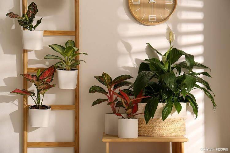 Suitable for indoor plant cultivation