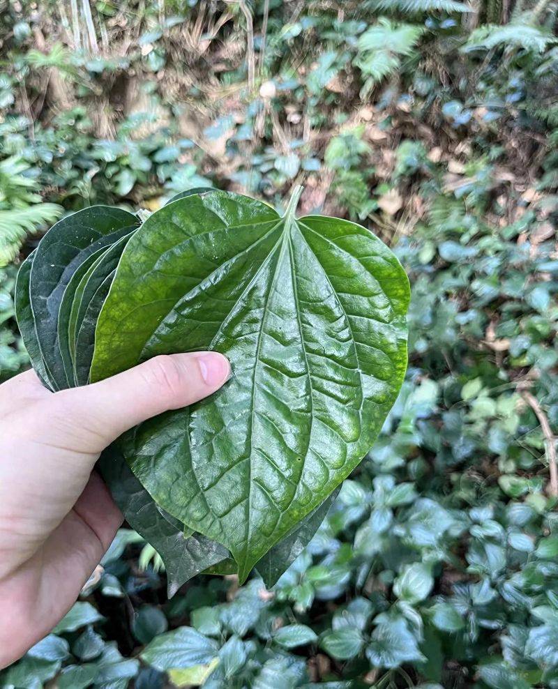 What plants in the mountains can repel mosquitoes