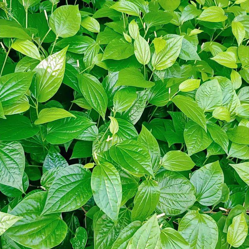 What plants in the mountains can repel mosquitoes
