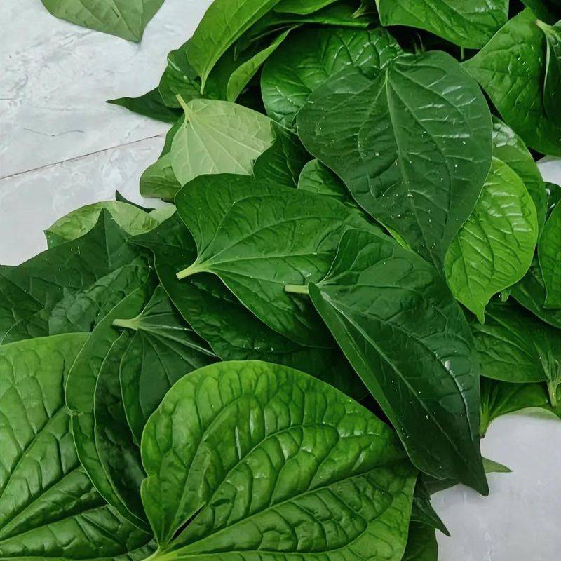 What plants in the mountains can repel mosquitoes