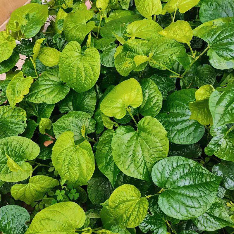 What plants in the mountains can repel mosquitoes