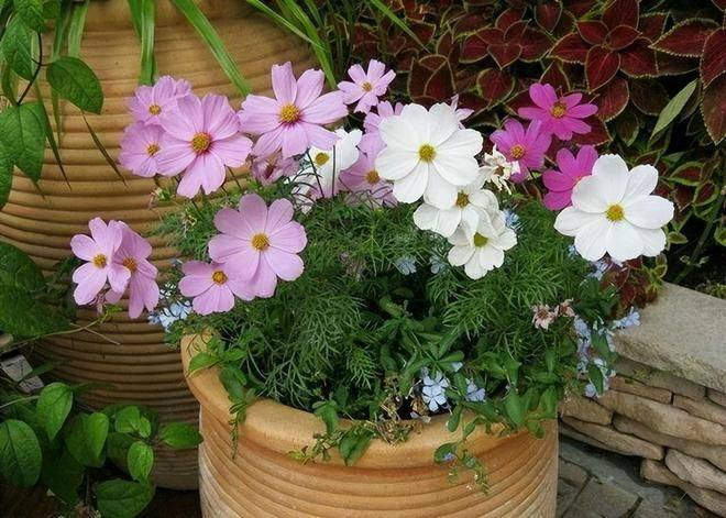 The way the persians grow