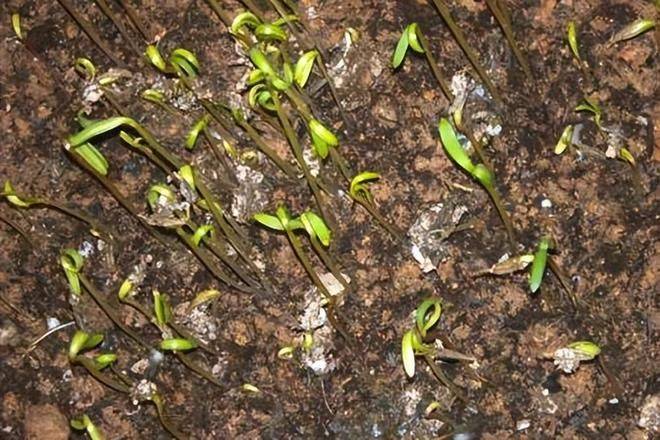 The way the persians grow