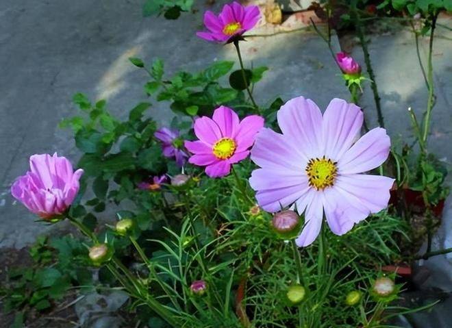 The way the persians grow