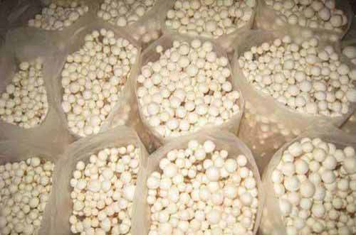 The method of cultivation of golden needle mushrooms