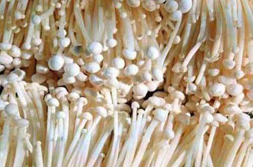 The method of cultivation of golden needle mushrooms