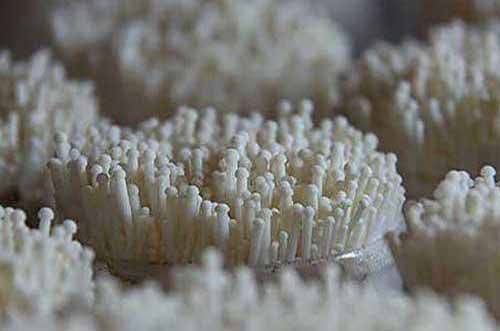 The method of cultivation of golden needle mushrooms