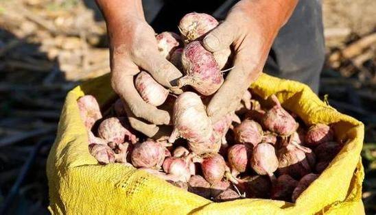 Garlic growing technology video