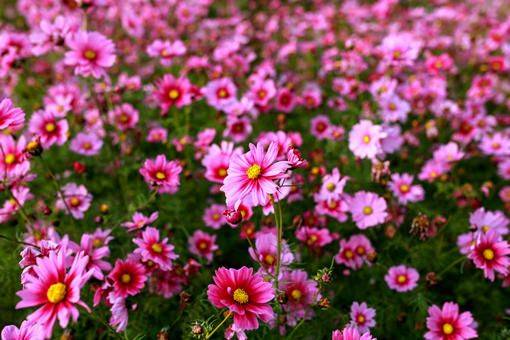 The way the persians grow