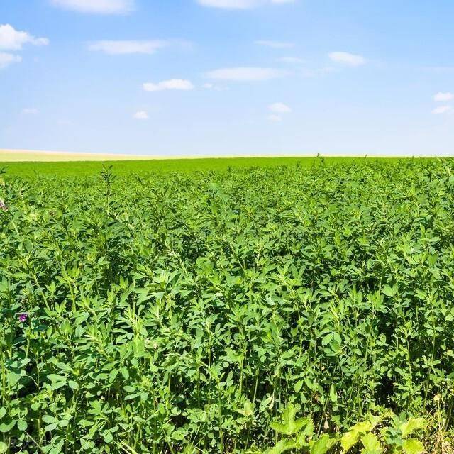Plantation techniques for thorium