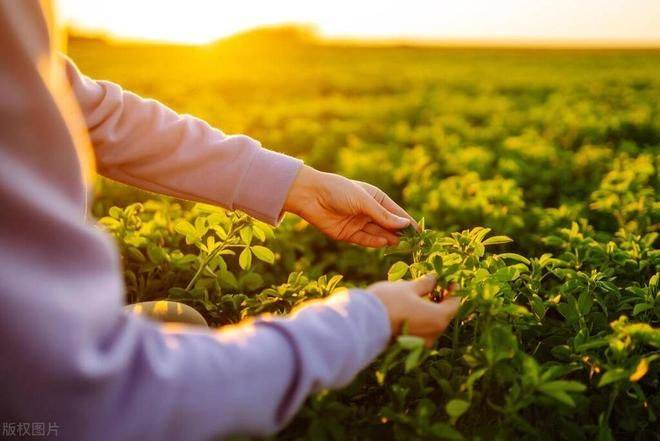 Plantation techniques for thorium