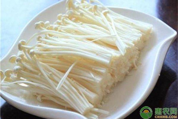 The method of cultivation of golden needle mushrooms