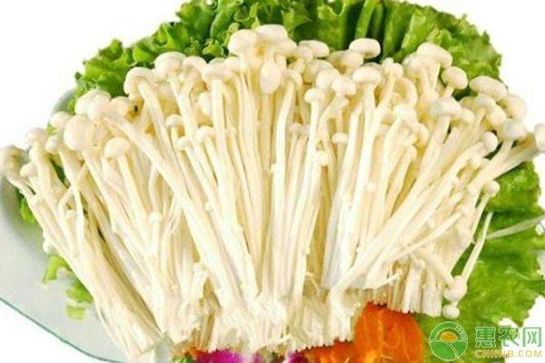 The method of cultivation of golden needle mushrooms