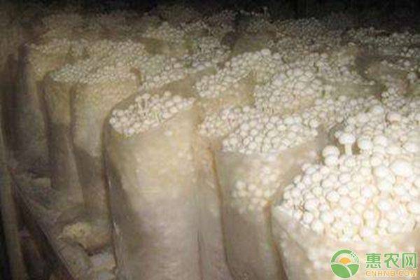 The method of cultivation of golden needle mushrooms