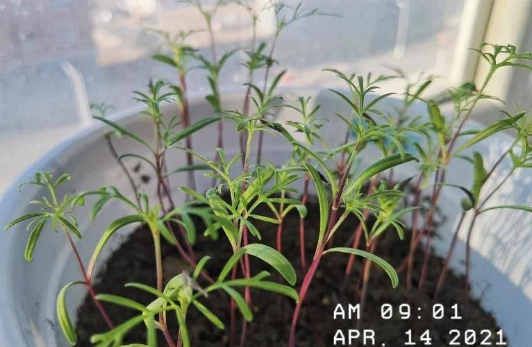 The way the persians grow