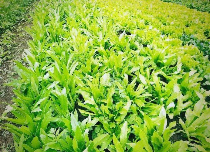 Wheat growing techniques and timing