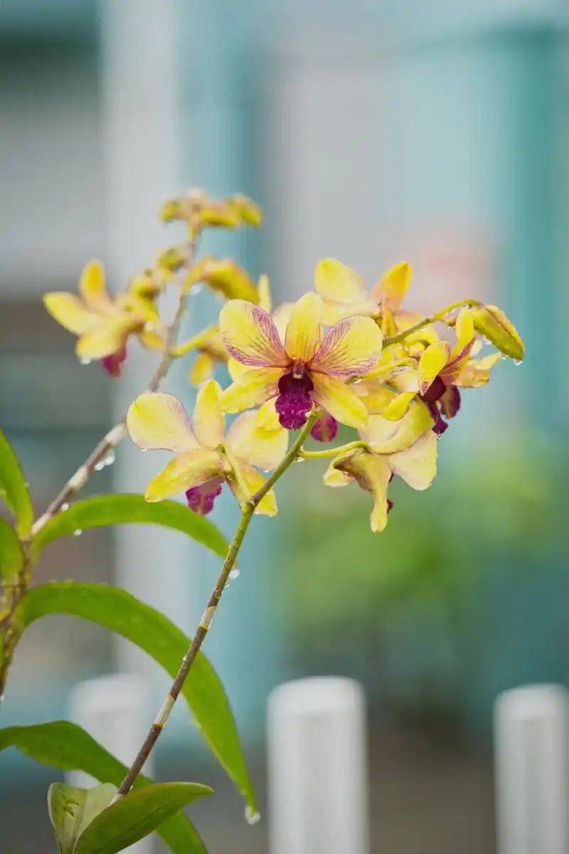 石斛的种植方法图解