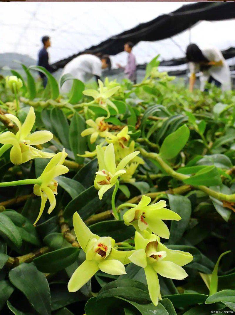 石斛的种植方法图解