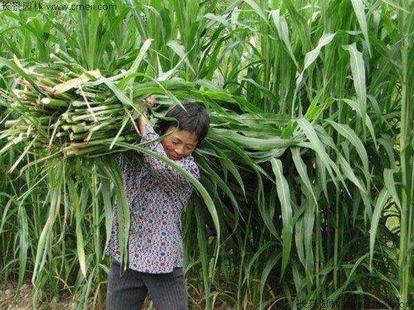 Plantation techniques for thorium