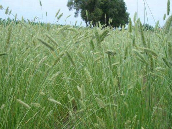 Plantation techniques for thorium