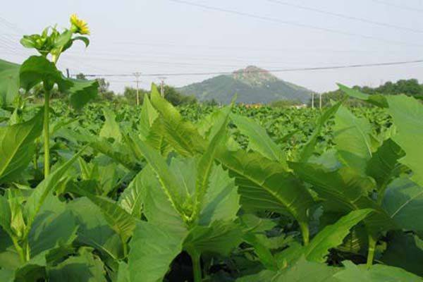 Plantation techniques for thorium