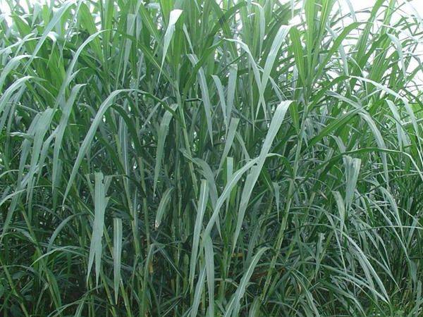 Plantation techniques for thorium