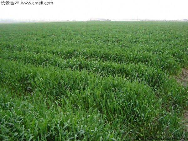 Plantation techniques for thorium