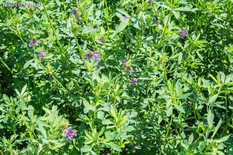 Plantation techniques for thorium