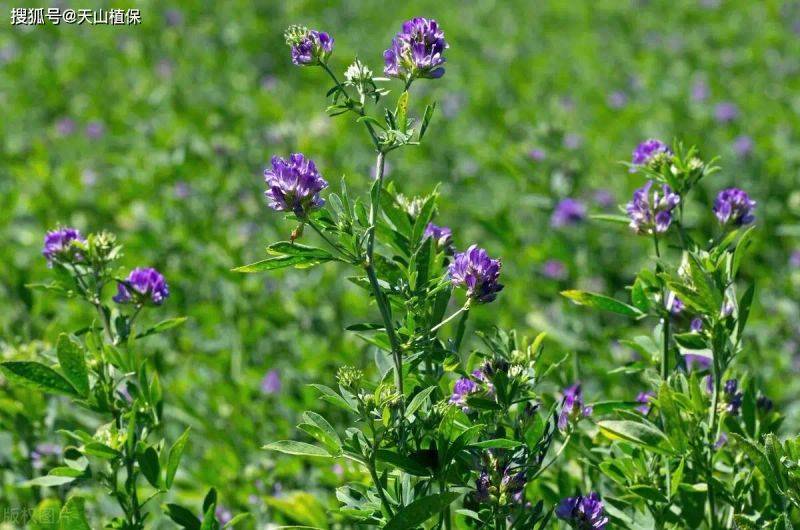 Plantation techniques for thorium