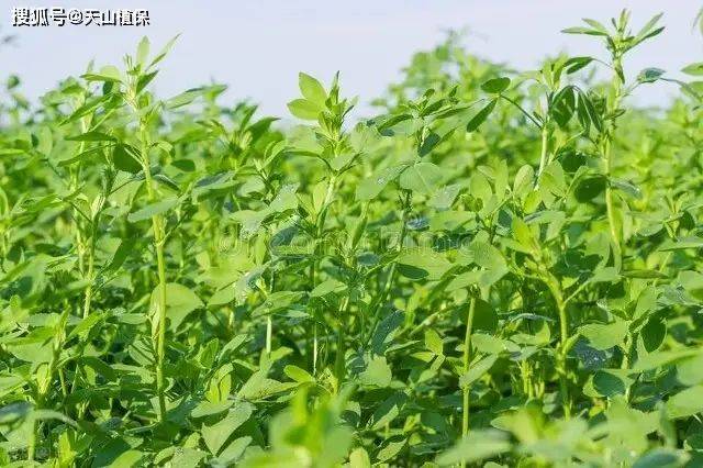Plantation techniques for thorium