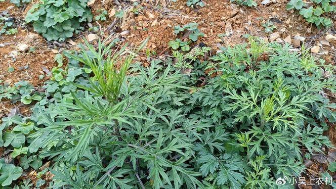 What plants in the mountains can repel mosquitoes