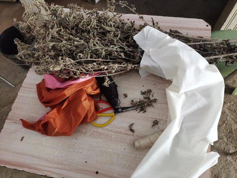 What plants in the mountains can repel mosquitoes