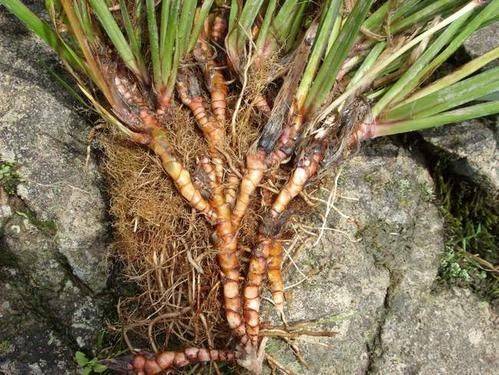 Nine sections on planting techniques