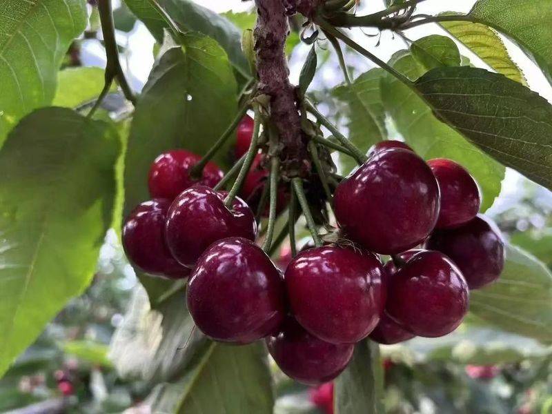 A video of cherry tree planting technology