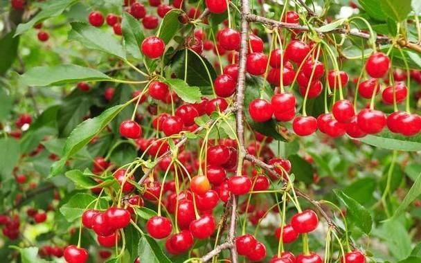 A video of cherry tree planting technology